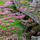 Ouessant au Printemps