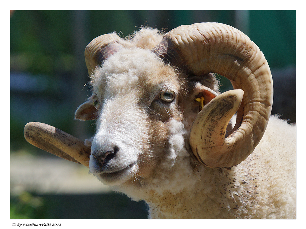 Ouessant-Schaf ( Bock ) II