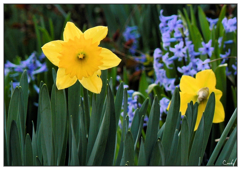 Ouf !!! enfin les couleurs du printemps