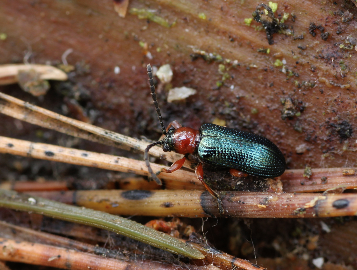 Oulema melanopus / duftschmidi