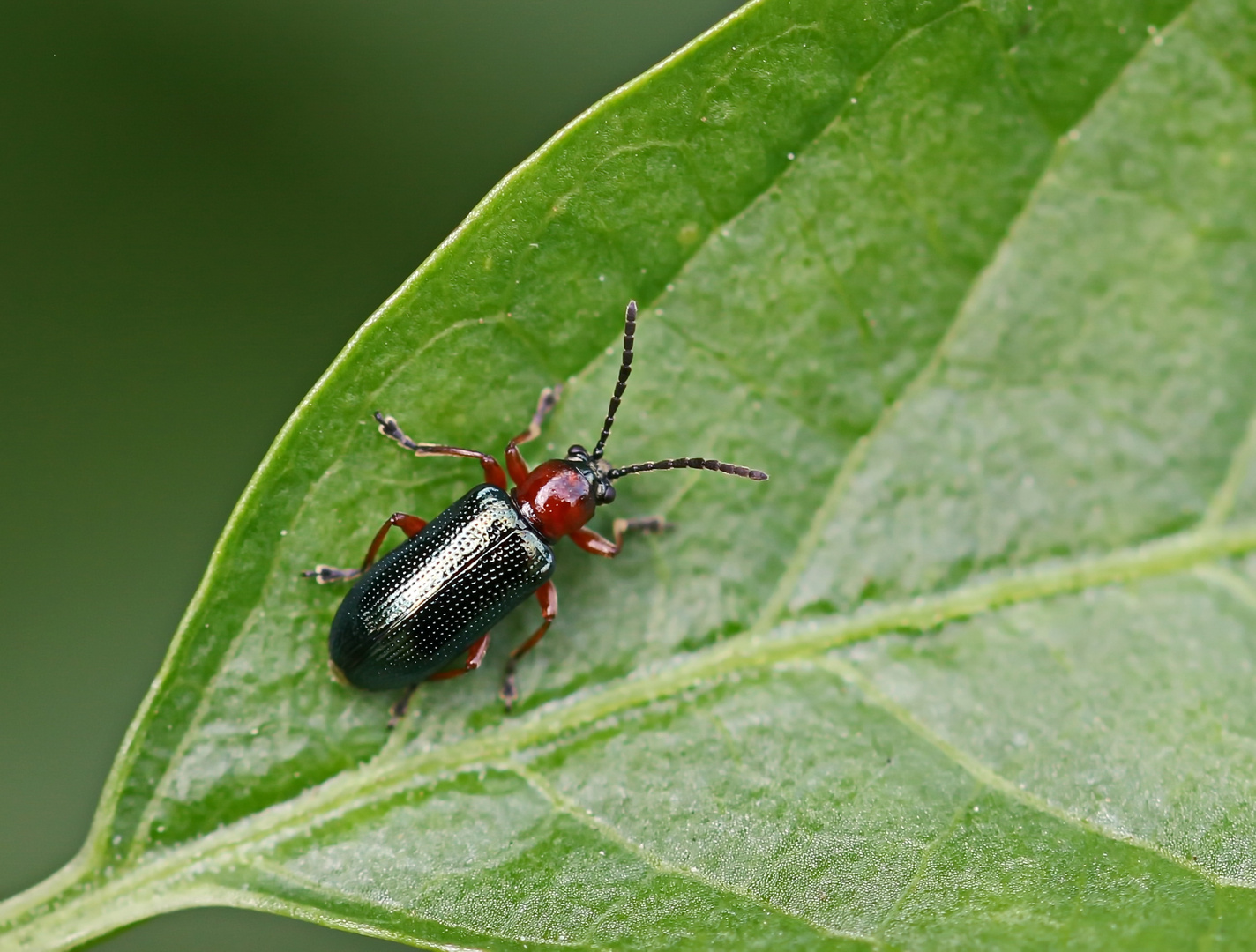 Oulema melanopus oder duftschmidi