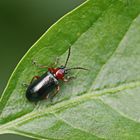 Oulema melanopus oder duftschmidi