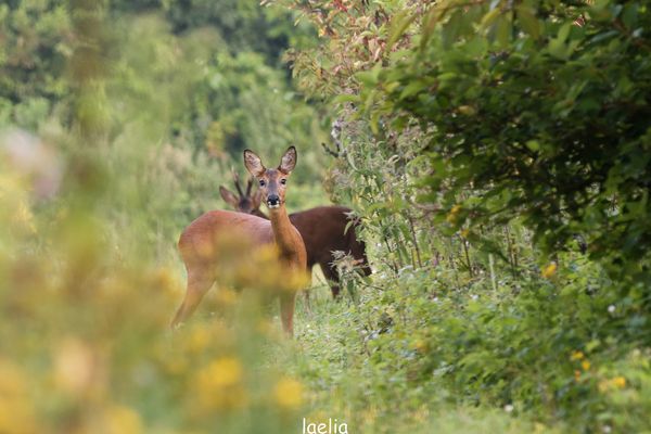 oups il y as quelqu un qui nous regarde brocard et chevrette