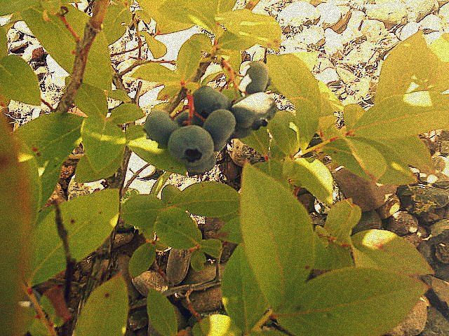 Our Blueberries