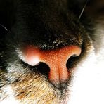 our cat's nose