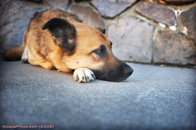 Our dog, Ruby... She's a thinker......