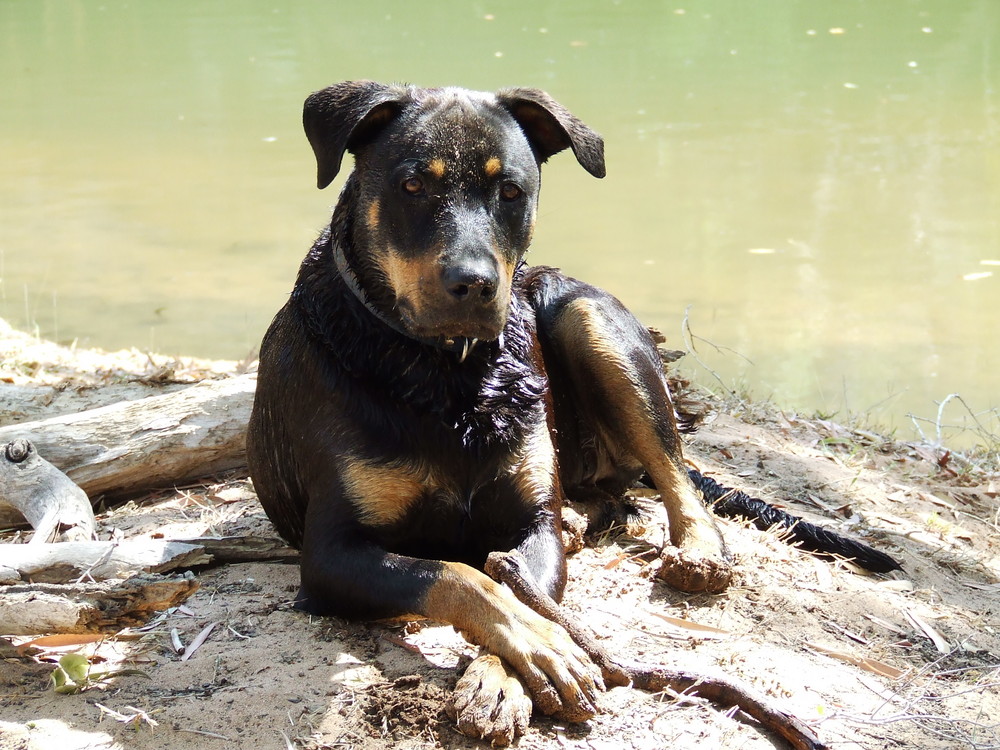 Our First son...! Resting after a day of Swimming with us at our secret campsite.!