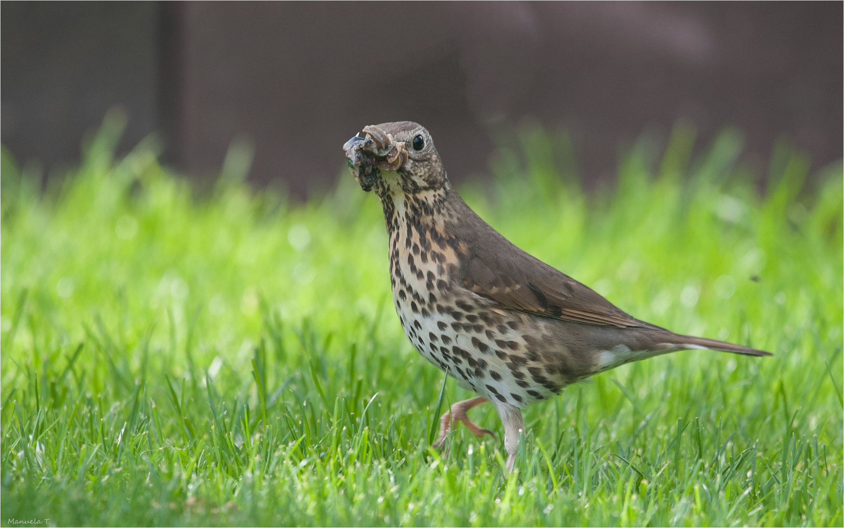 our garden visitors 2