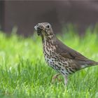 our garden visitors 2