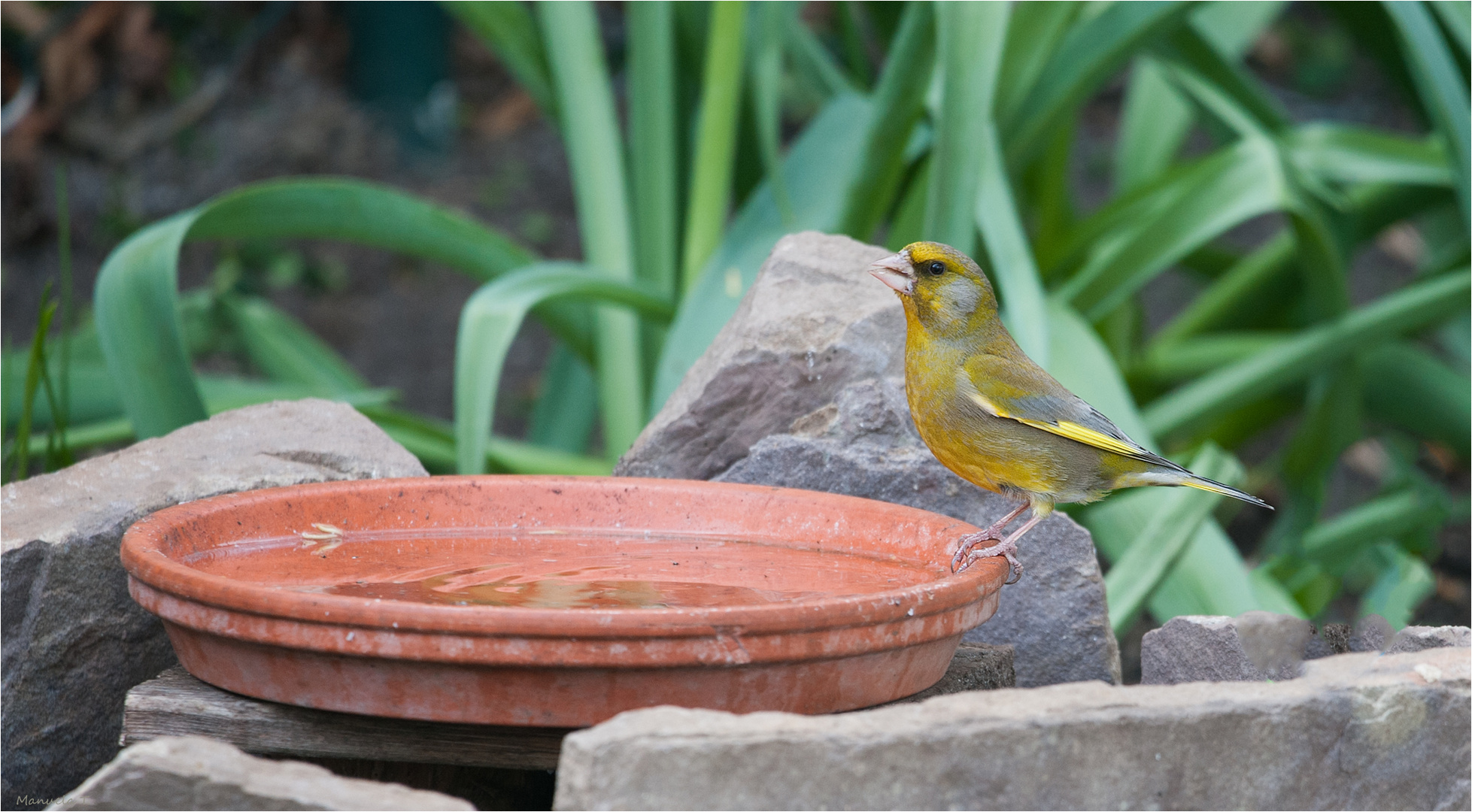 our garden visitors 3