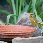 our garden visitors 3