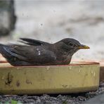 our garden visitors 4