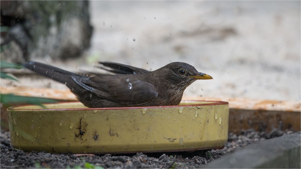 our garden visitors 4