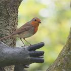 our garden visitors