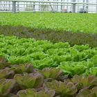 Our Greenhouse