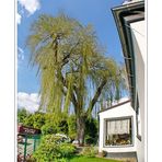 our hinterhof our garden our tree (Dichterviertel Wuppertal Hammerstein)