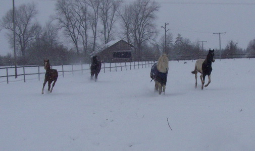 Our horses