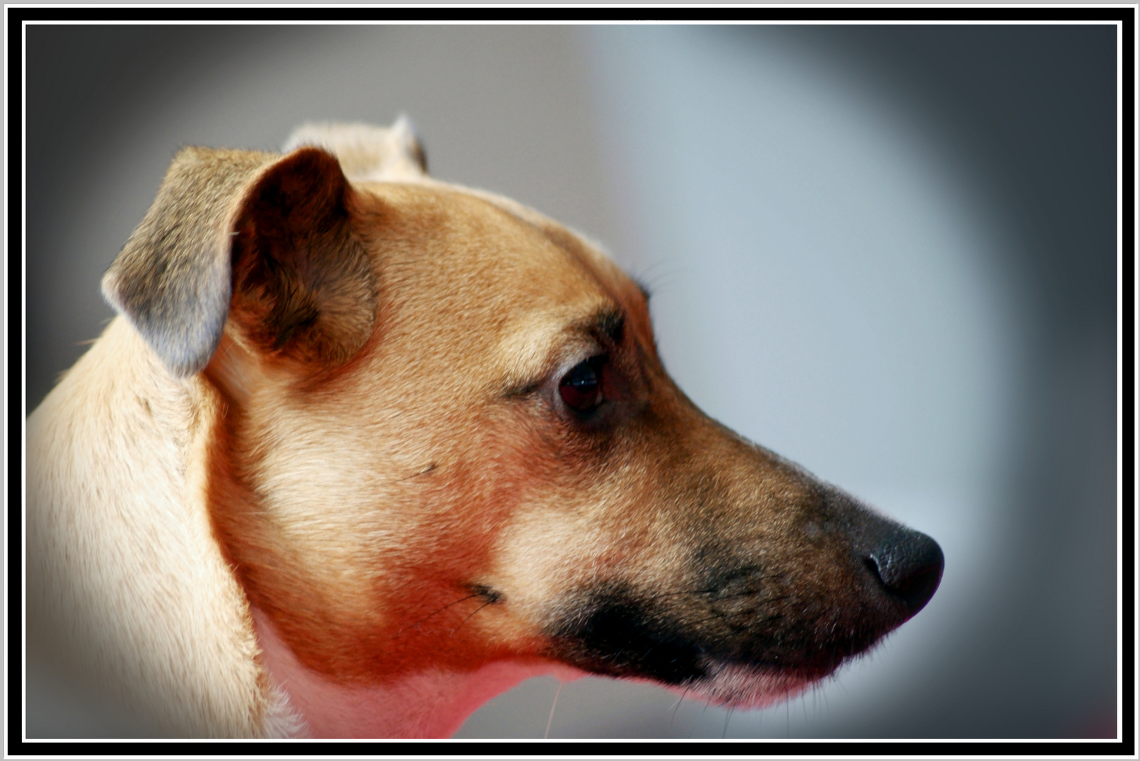 Our Jack Russell, Amy