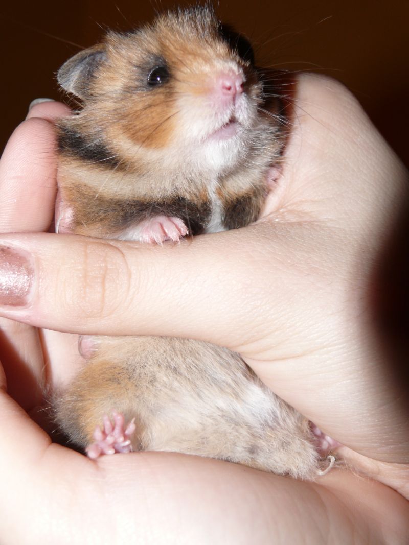 Our little hamster