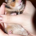 Our little hamster