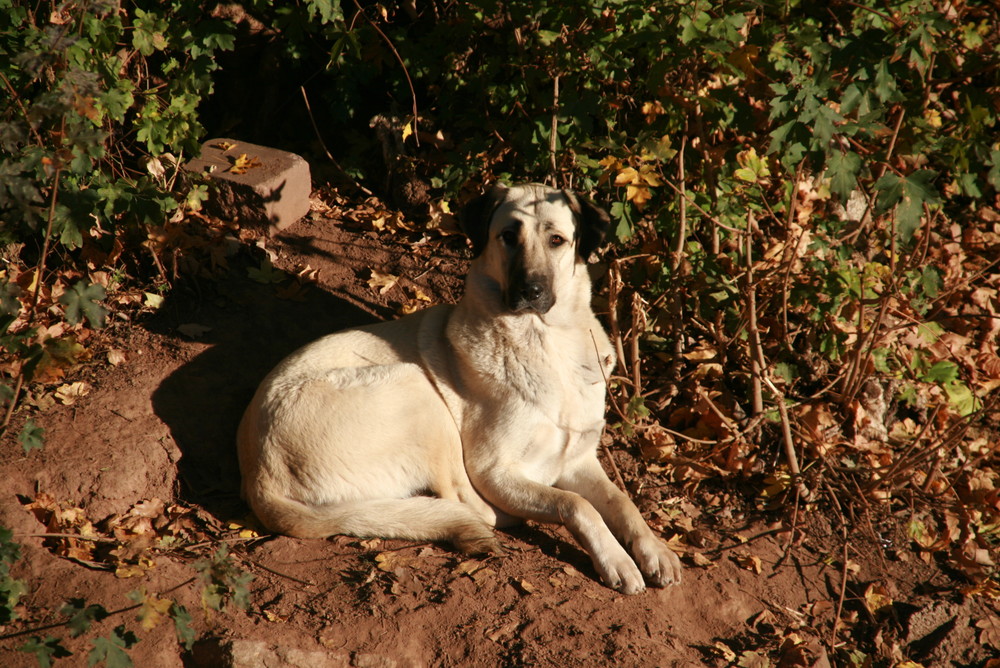 our second turkish dog...young Kangal