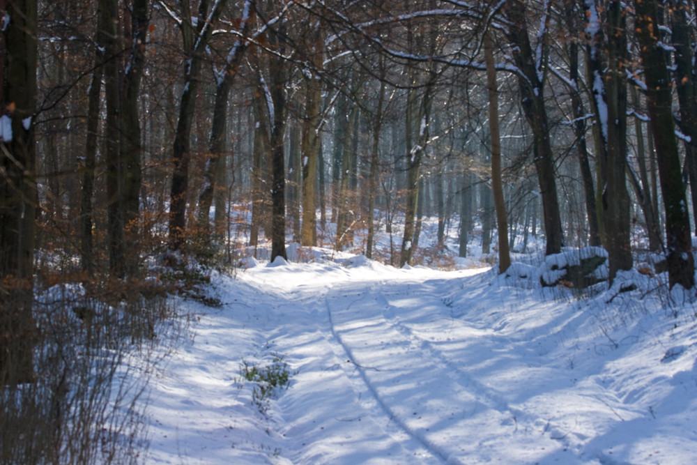 Our Sunday Walk (Winter)