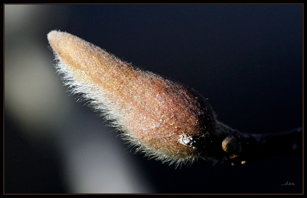 Our Tulip Tree has hundreds of Buds.......