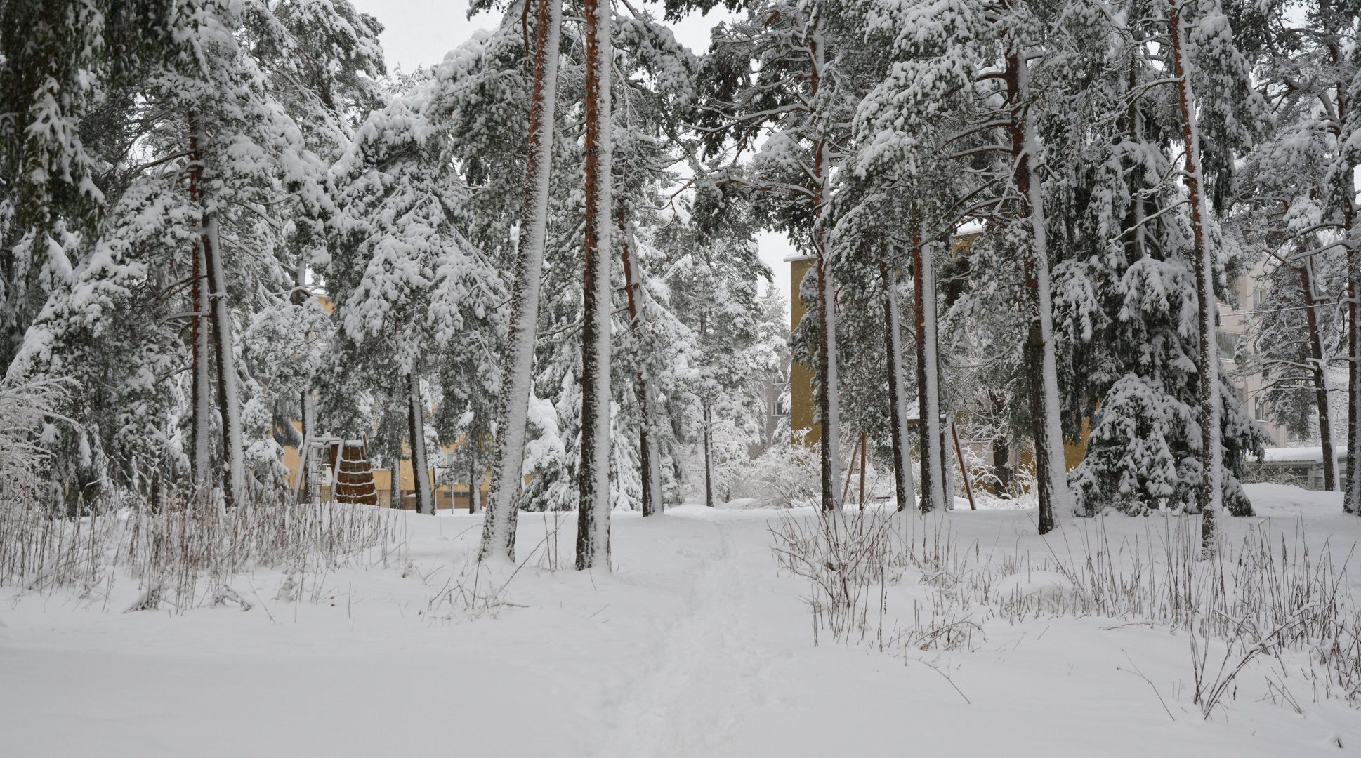 Our wintry yard