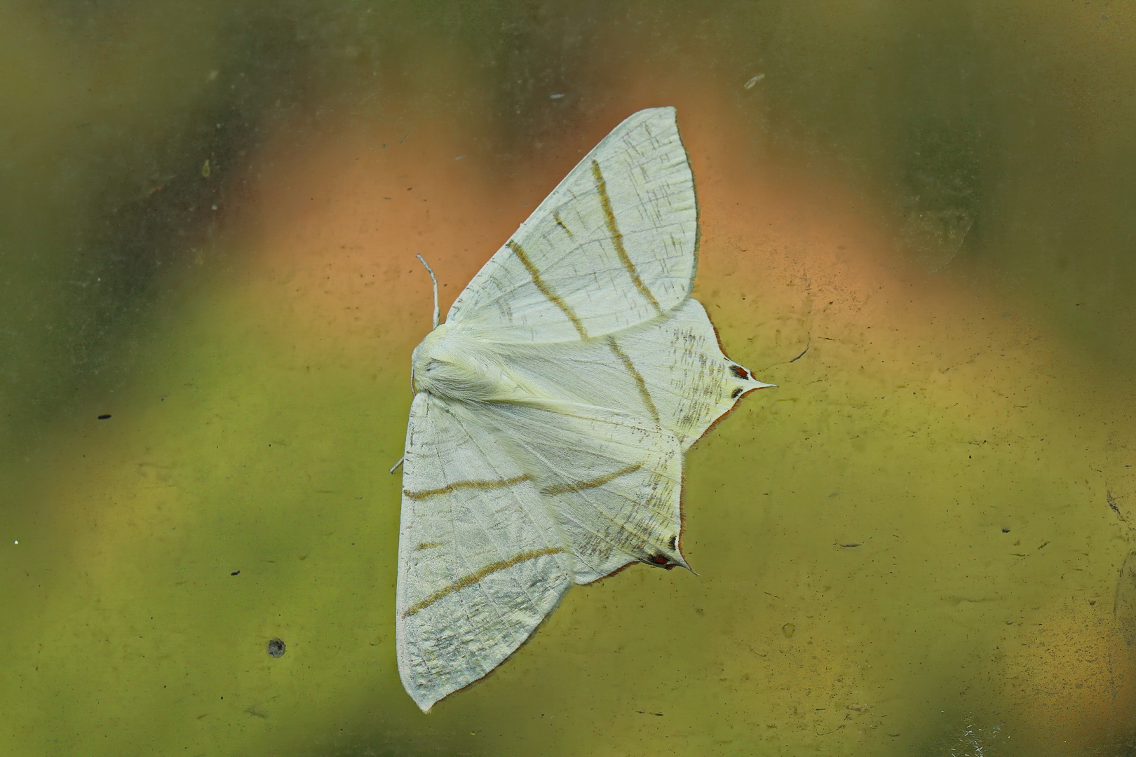 Ourapteryx sambucaria