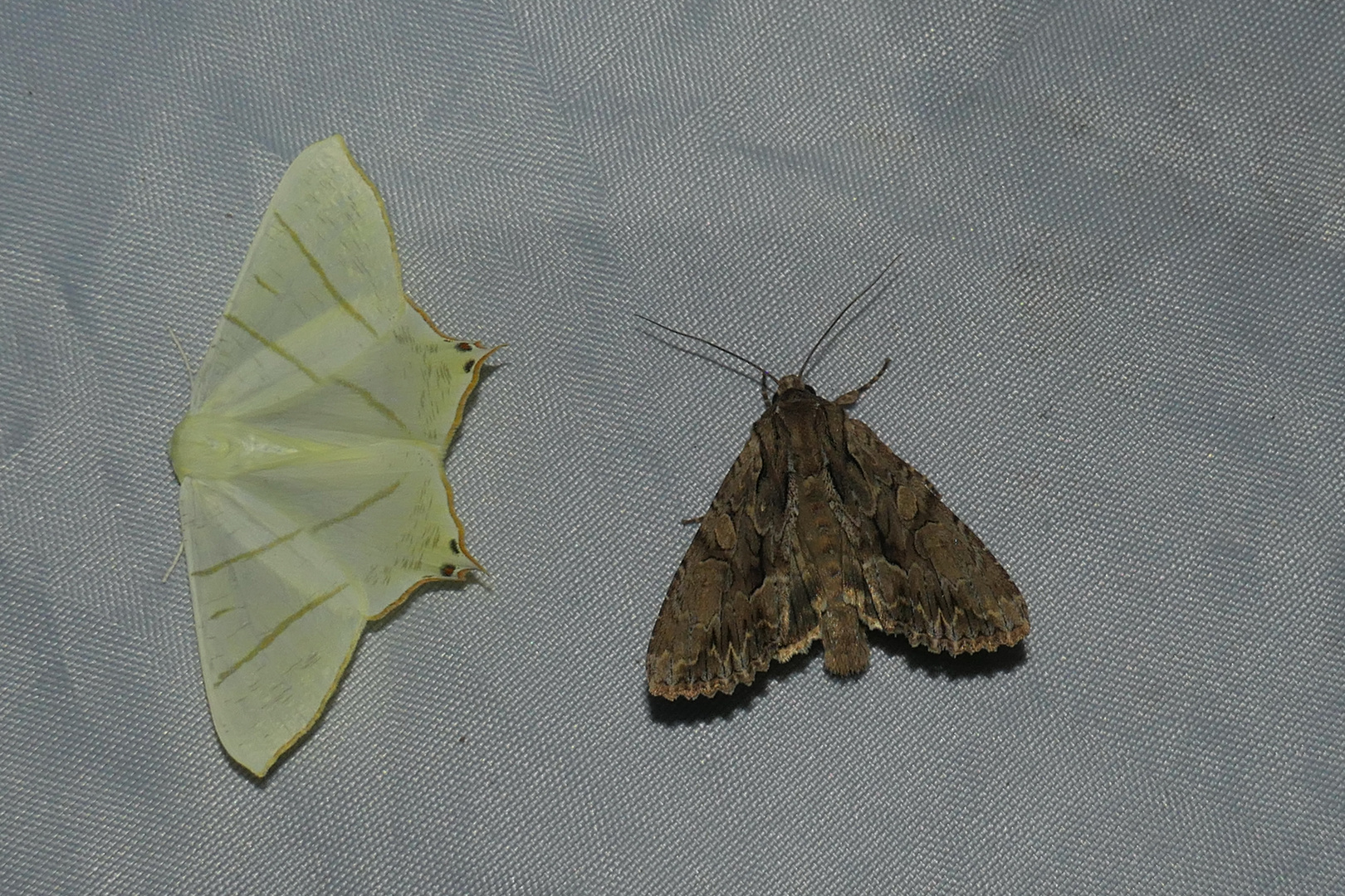 Ourapteryx sambucaria Holunderspanner Apemea monoglypha Grosse Grasbüscheleule