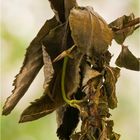 Ourapteryx sambucaria II - Nachtschwalbenschwanz - Puppenwiege