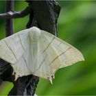 Ourapteryx sambucaria - Nachtschwalbenschwanz