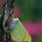 Ourapteryx sambucaria - Nachtschwalbenschwanz