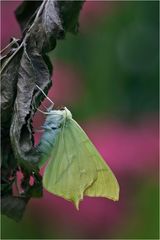 Ourapteryx sambucaria - Nachtschwalbenschwanz