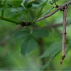 Ourapteryx sambucaria - Nachtschwalbenschwanz - Raupe