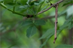 Ourapteryx sambucaria - Nachtschwalbenschwanz - Raupe