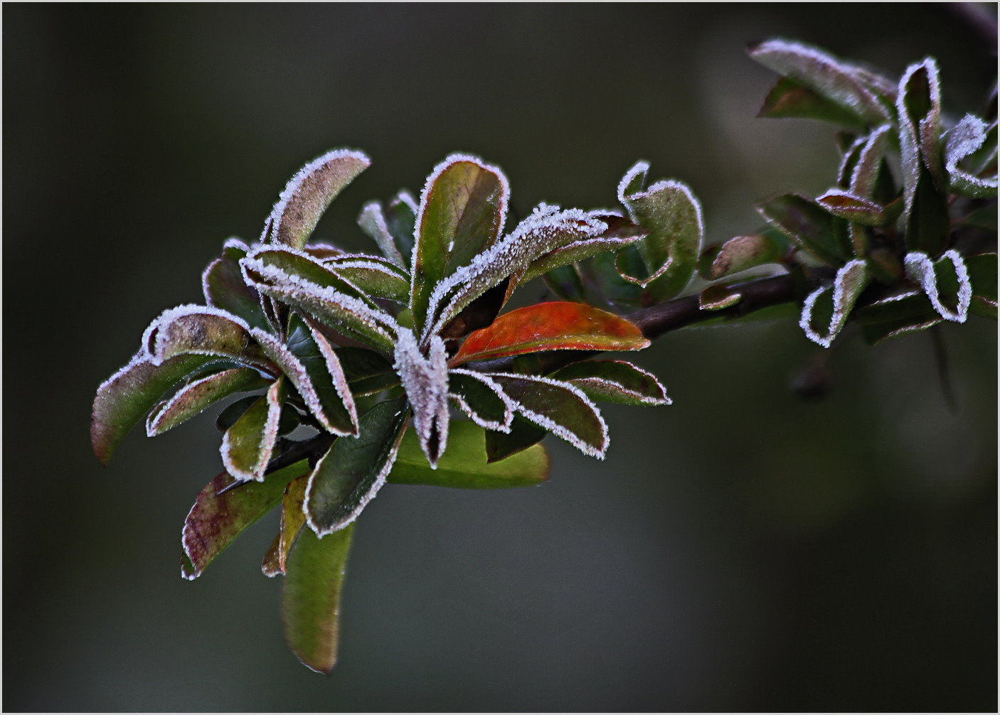 Ourlée de givre