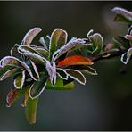 Ourlée de givre