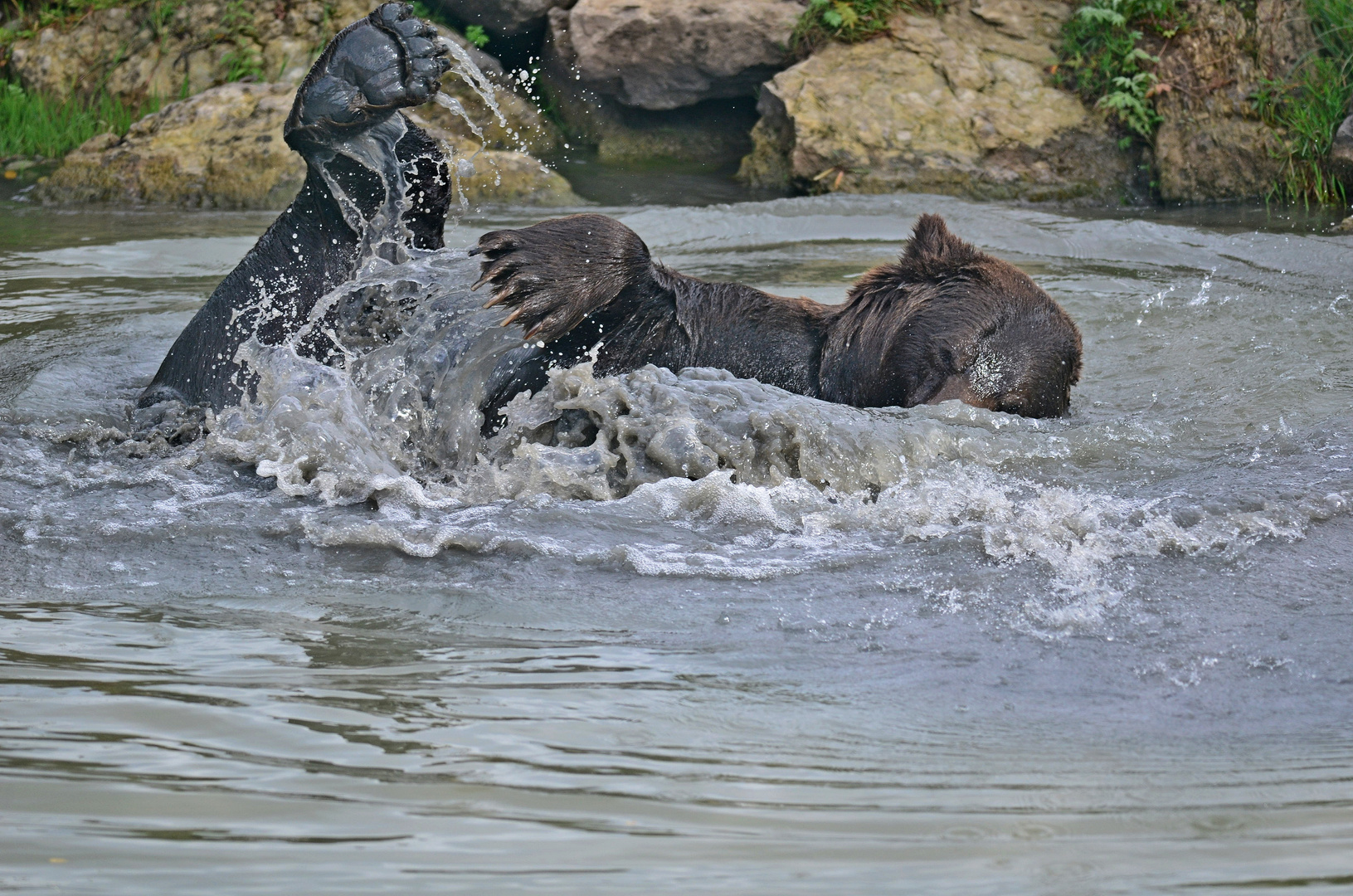 ours au bain