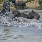 ours au bain