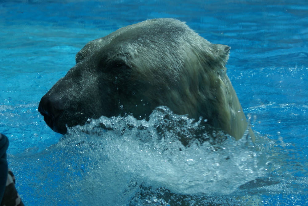 ours blanc qui sort de l'eau