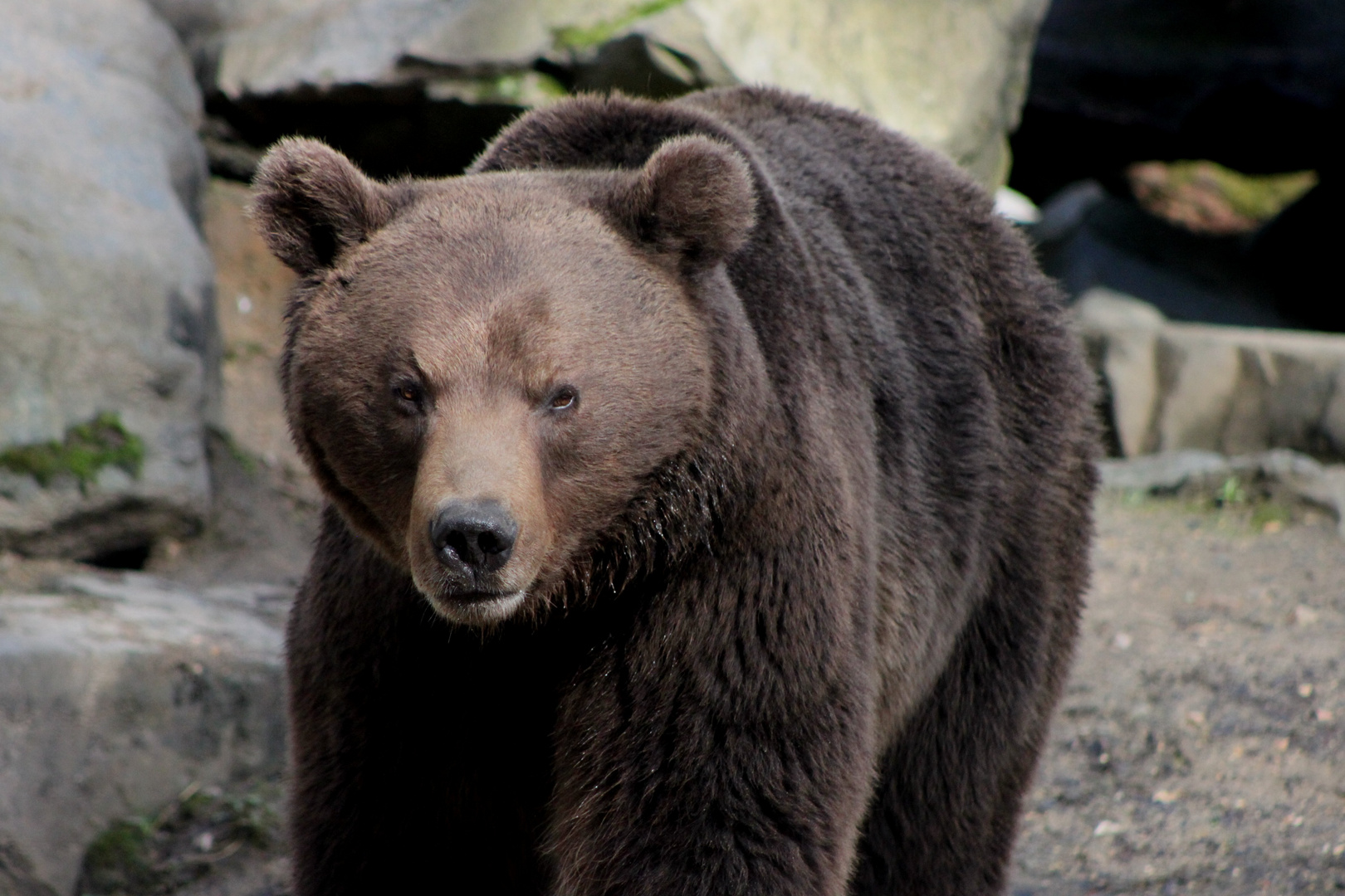 Ours brun du grand nord