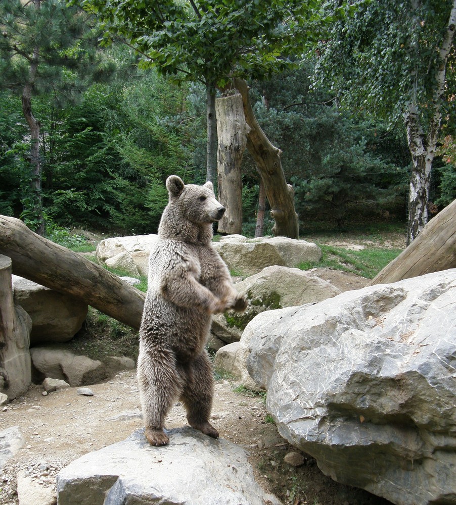 ours des pyrénées