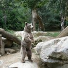 ours des pyrénées