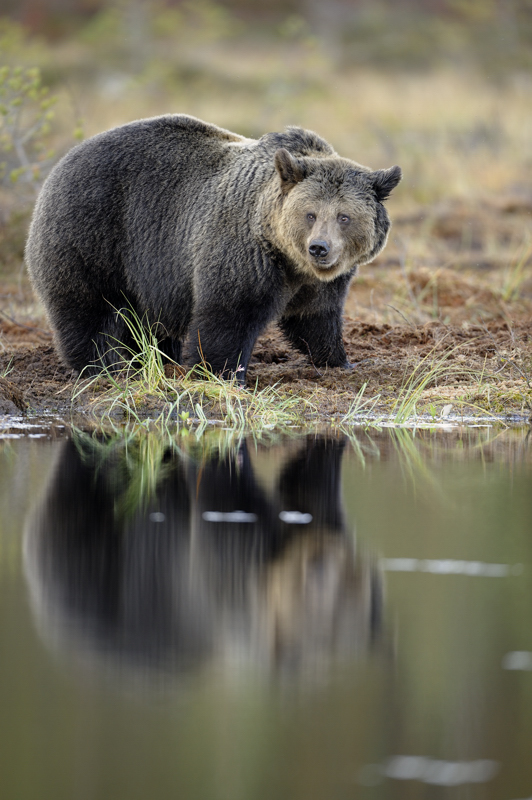 Ours et son reflet