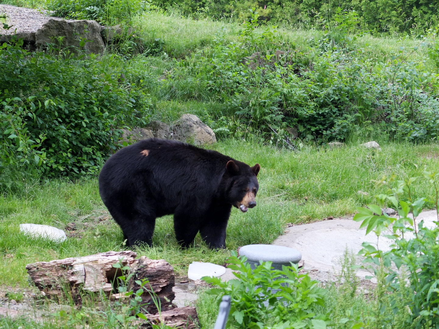 Ours noir au refuge pour animaux blessés