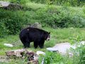 Ours noir au refuge pour animaux blessés de Mahina 