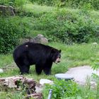 Ours noir au refuge pour animaux blessés