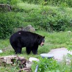 Ours noir au refuge pour animaux blessés