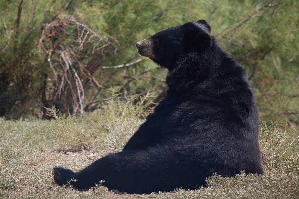 ours noir